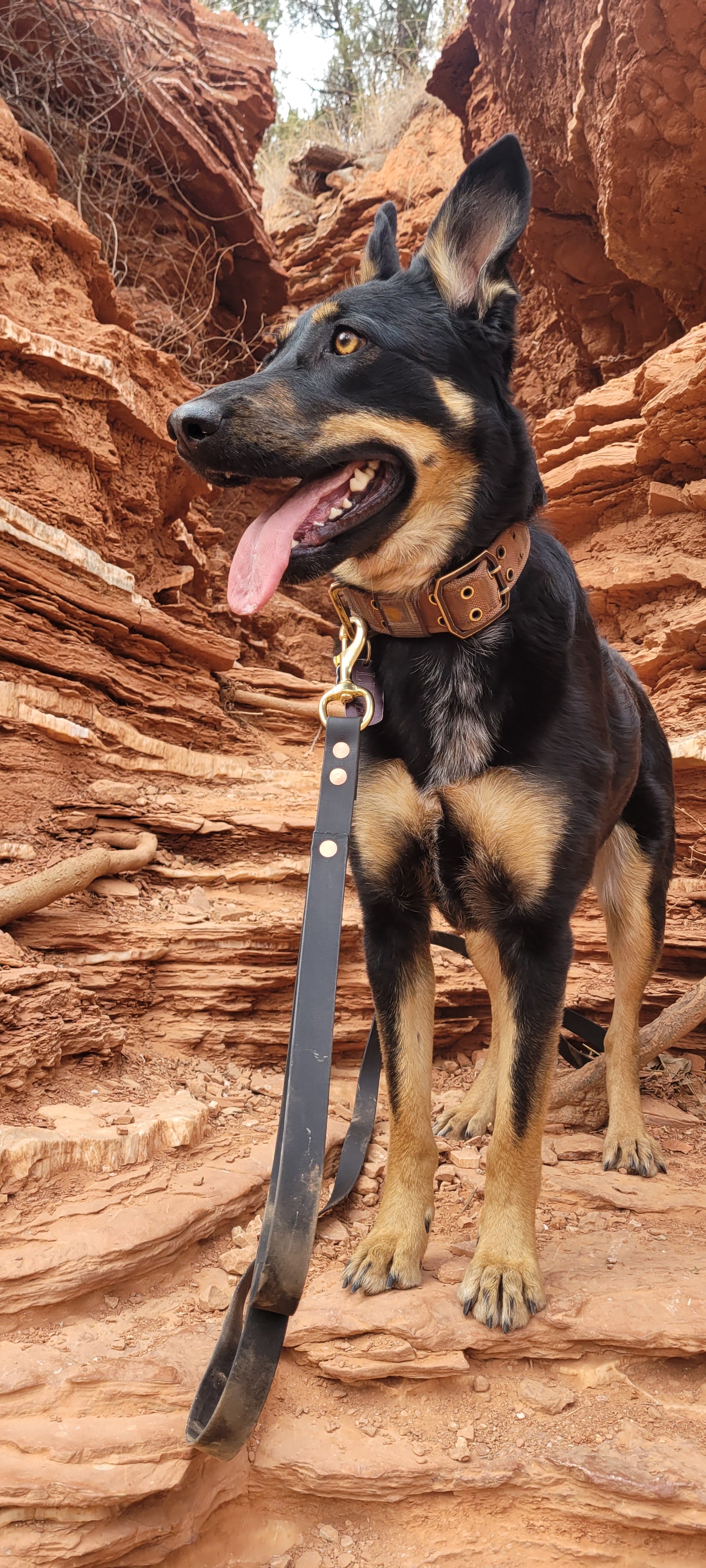 Biothane Dog Leash | Solid Brass Hardware | Luna's Adventure Leads